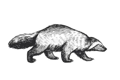 Wolverine Tattoo Animal, Wolverine Animal Art, Wolverine Animal Drawing, Wild Animal Illustration, Wolverine Tattoo, Wolverine Animal, Animal Line Drawings, Hand Drawn Illustration, Drawn Illustration