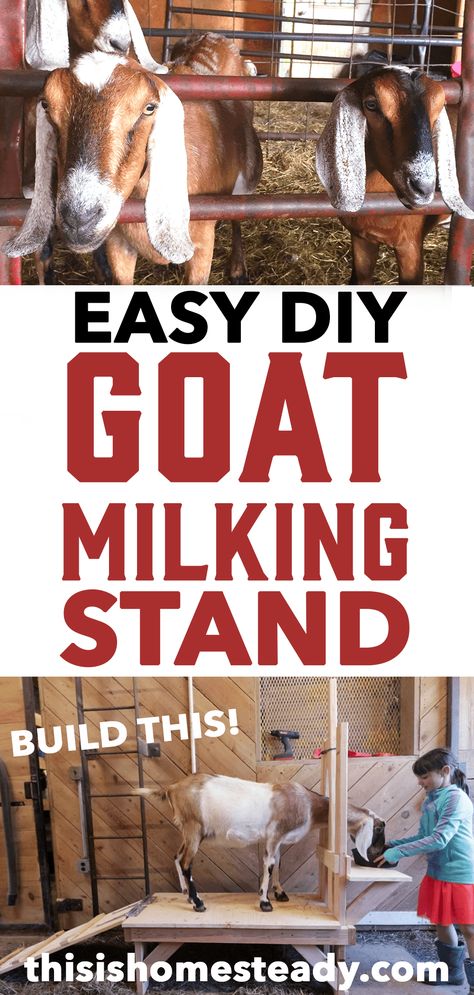 f you are planning on getting dairy goats you will want to have a milking stand ready for day one of milking!  Milking a goat is much easier when the goat is properly secured, and elevated off the ground. In todays video we demonstrate how to build a goat milking stand out of 2x4s and 1×8 inch pine boards. Diy Milking Stand, Goat Milk Stand Plans, Goat Milking Stand Diy Plans, Goat Milking Parlor Ideas, Diy Goat Milking Stand, Goat Milking Station, Diy Milk Stand For Goats, Goat Milk Stand, Goat Tips