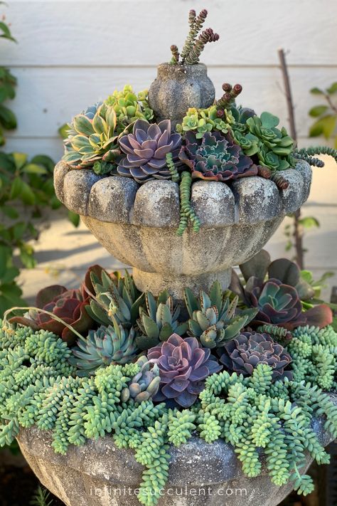 Fountain Succulent Garden, Succulent Water Fountain, Succulents In Fountain, Succulent Arrangements Outdoor In Ground, Fountain With Plants, Succulent Fountain, Succulent Garden Outdoor, Succulent Rock Garden, Succulent Landscape