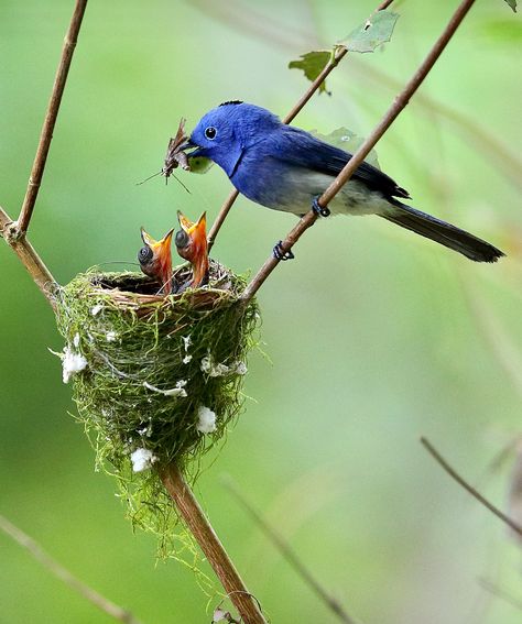 Male Black-Naped Monarch (Hypothymis azurea) feeding hungry babies in the nest. This beautiful blue flycatcher lives in southeastern and southern Asia. Males have a distinctive black cap and half collar. (Eric Chen | Flickr) Nest Of Birds, Eric Chen, Bird Nest Photography, Hummingbird In Nest, Mountain Bluebird Photography, Baby Birds In Nest, Gallery Wallpaper, Most Beautiful Birds, Love Your Pet