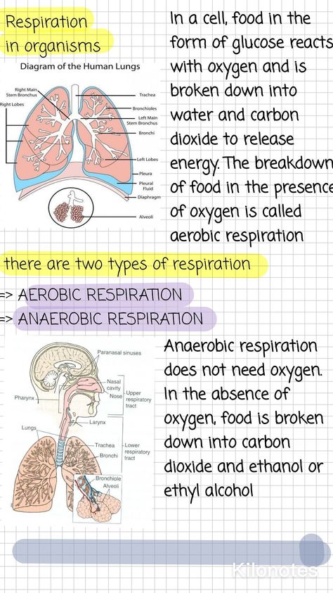 Biology Diagrams Anatomy And Physiology, Pediatric Notes, Bio Diagrams, Neet Study, Renal Physiology, Anatomy Notes, Bio Notes, Learn Biology, Paramedic School