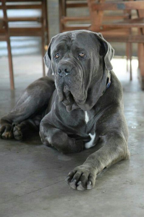 Mastiff Napoleon Mastiff, Mastiff Dog Breeds, Neapolitan Mastiff, Mastiff Breeds, Neapolitan Mastiffs, Giant Dog Breeds, Bully Breeds Dogs, Mastiff Puppies, Huge Dogs