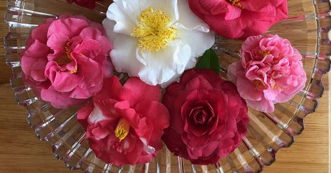 What Is a Camellia Bowl? | Southern Living Monet Water Lilies, Growing Greens, Etiquette And Manners, Dining Room Hutch, Plant Problems, Planting Hydrangeas, Paint Color Palettes, Better Day, Southern Living