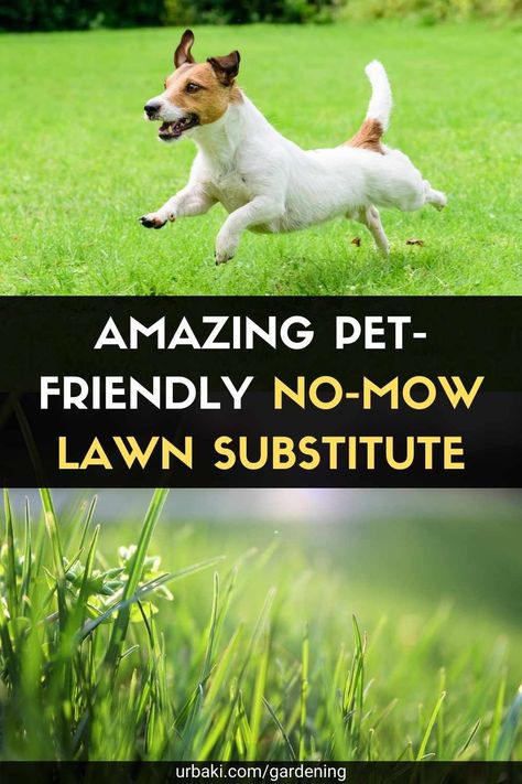 Drought Tolerant Grasses California, Grass That Doesnt Need Mowing, Drought Tolerant Grass Alternative, Pet Friendly Yard Ideas Backyards, Pet Friendly Landscape Ideas, Drought Tolerant Lawn Alternative, Pet Friendly Lawn Alternatives, Best Lawn For Dogs, Lawn Alternatives For Dogs