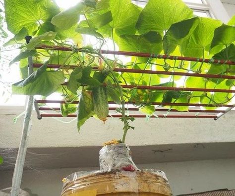 How to Grow Cucumber Indoors Indoor Cucumber Plant, Cucumber Trellis Diy, Cucumber Gardening, Cucumber Trellis, Diy Outdoor Bar, Cucumber Plant, Growing Cucumbers, Diy Trellis, Trellis Plants