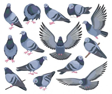 Dove bird isolated cartoon set icon. pig... | Premium Vector #Freepik #vector #flying-pigeon #bird-wings #pigeon #bird-cartoon Pigeon Cartoon, Cartoon Bird Drawing, Flying Pigeon, Cute Pigeon, Fly Drawing, White Pigeon, Cartoon Bird, Bird Logo Design, Pigeon Bird