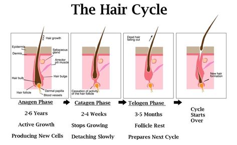 5 Causes of Hair Loss No One Is Talking About Hair Science, Hair Growth Cycle, Stimulate Hair Follicles, Hair Control, Hair Starting, Beard Grooming, Normal Hair, Hair Life, Promotes Hair Growth