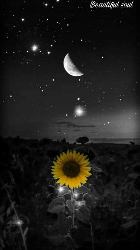 Black Sunflower Wallpaper, Moon And Sunflower, Starry Night Wallpaper, Sunflowers Background, Beautiful Wallpapers For Iphone, Sunflower Pictures, Pix Art, Lovely Flowers Wallpaper, Sunflower Wallpaper