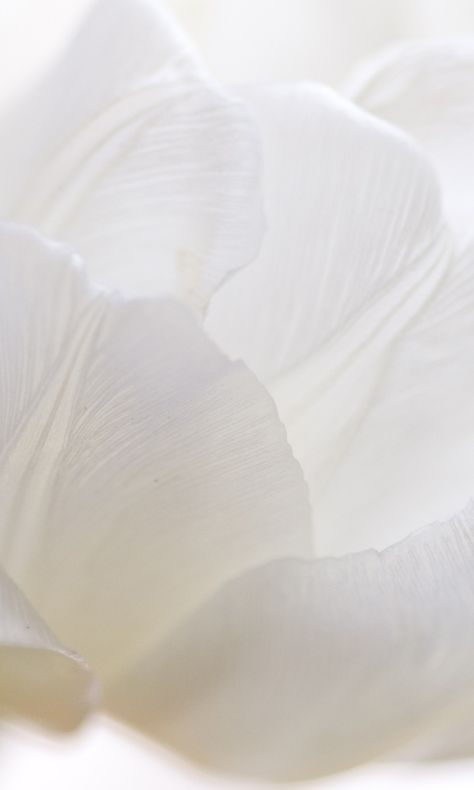 480x800 Wallpaper white tulip, petals, bud White Tulips Wallpaper, Tulip Petals, 480x800 Wallpaper, Foto Macro, Flower Graphic Design, White Petals, White Spirit, Wallpaper White, Iphone 6 Wallpaper