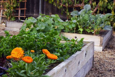 10 Tips for Successful Raised Bed Gardening Flower To Plant, Diy Flower Box, Growing Citrus, Tomato Pruning, Planting Marigolds, Raised Bed Garden Design, Grass Flowers, Vegetables Garden, Raised Bed Gardening