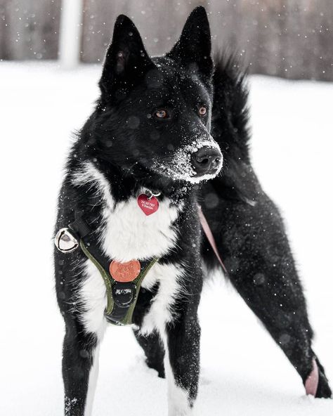 Dog Breed ➡️ Karelian bear dog From @kareliancrew 🐕 Caster Country 🇨🇦 #canada #arispedigree Service Dogs Breeds, Karelian Bear Dog, All Breeds Of Dogs, Bear Dog, Mixed Breed Dogs, Mixed Breed, Service Dogs, Caster, Dog Breed