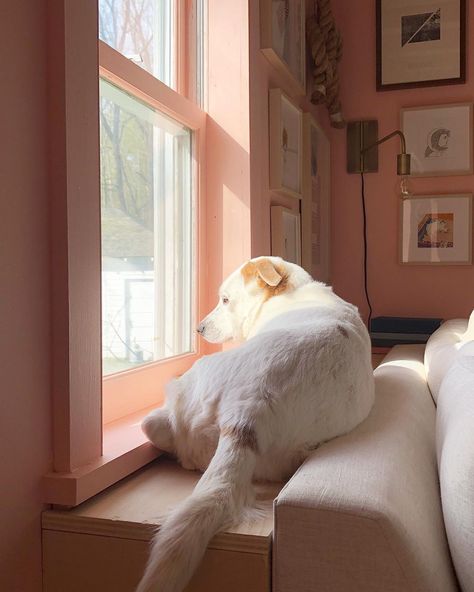 Someone is mad that we moved the couch away from the window a bit. Hope has now decided her perch will be the behind-the-sofa table that… Dog Window Seat Behind Couch, Dog Window Perch, Dog Window Seat, Dog Living Room, Couch Seats, Dog Window, Window Perch, Dog Bench, Behind Couch