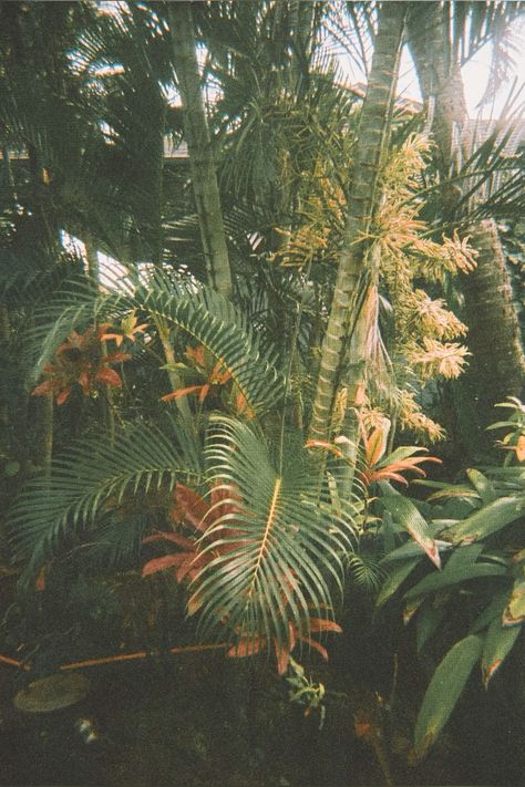 🌿 Lush Greenery in Kauai, Hawaii 🌴 Explore the vibrant botanical wonders of Kauai's lush landscapes. 🌺 Perfect for nature enthusiasts and tropical paradise seekers. 📷 #KauaiPlants #HawaiianBeauty #TropicalFlora #BotanicalGardens #NatureLovers #KauaiAdventures #HawaiiVacation" Join me on #instagram to see more of my #photography Film Wallpaper, Vintage Hawaii Photography, Beach Honeymoon Destinations, Wedding Lookbook, Brand Photography Inspiration, Hawaii Honeymoon, Vintage Hawaii, Kauai Hawaii, Hawaiian Flowers