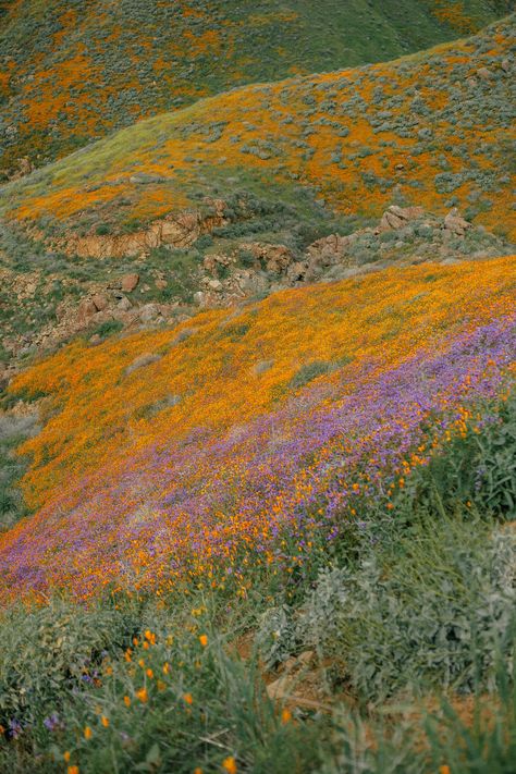 Southern California Aesthetic, Lake Elsinore California, California Countryside, Rainy Winter, Golden Afternoon, Super Bloom, Night Sky Moon, California Aesthetic, Poppy Fields