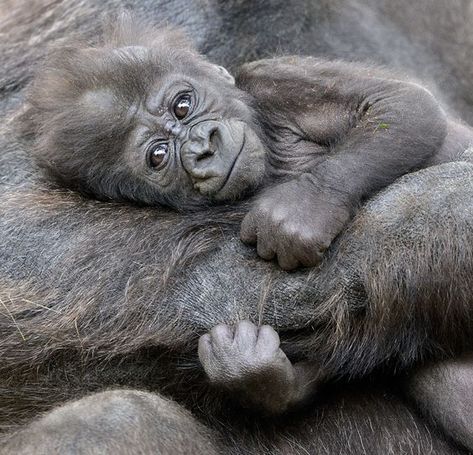 Pictures Of Monkeys, Gorilla Photo, Monkeys Cute, Cross River Gorilla, Eastern Lowland Gorilla, Mountain Gorillas, Western Lowland Gorilla, Baby Gorilla, Silverback Gorilla