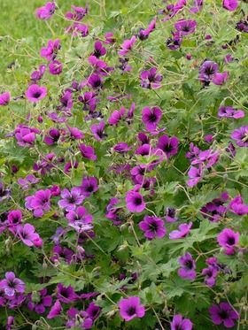 Geranium Dragon Heart Geranium Plant, Scent Garden, Dream Plants, Hardy Geranium, Tall Plant, Front Gardens, Magenta Flowers, Dragon Heart, Fall Planters