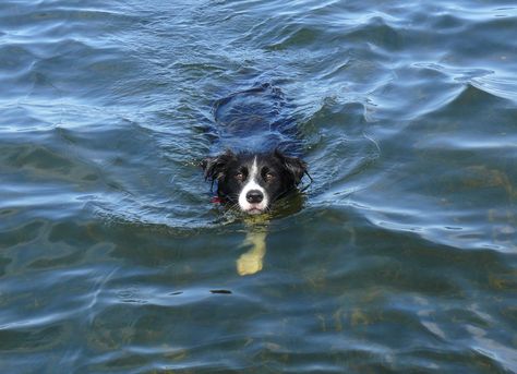 First hot day of summer: Scoota swimming in the lake Border Collie Swimming, Border Collie Running, Border Collie Adventure, White Border Collie, Border Collie In Snow, Old Border Collie, Cute Dogs Images, Animal Jam, Very Cute Dogs