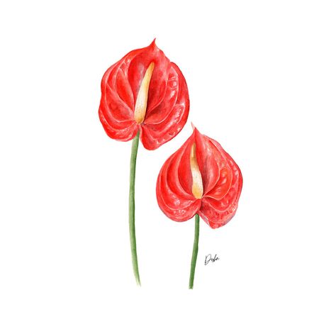 Red anthuriums watercolor illustration Lowkey Tattoos, Anthurium Illustration, Illustration Package Design, Honey Illustration, Anthurium Flower, Traditional Media, Watercolor Red, Watercolor Plants, Watercolor Painting Techniques