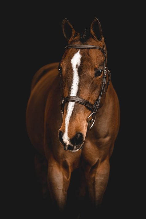 Horse Details Photography, Horse Black Background Photography, Equine Photography Black Background, American Paint Horse Photography, Western Pleasure Horse Photography, Horse Photographer, Equine Portraits, Blue Roan, Breyer Horses