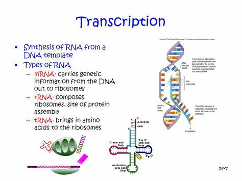 Translation And Transcription, Transcription Biology, Protein Synthesis Notes, Academic Wepon, Transcription Notes, Botany Notes, Teas 7, Neet Biology, Nursing School Studying Cheat Sheets