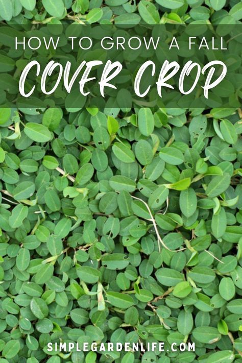 Winter Cover Crops For Gardens, Cover Crops For Gardens, Pruning Trees, Ground Cover Seeds, Nest Ideas, Fall Crops, Garden Cover, Clover Seed, Cover Crops