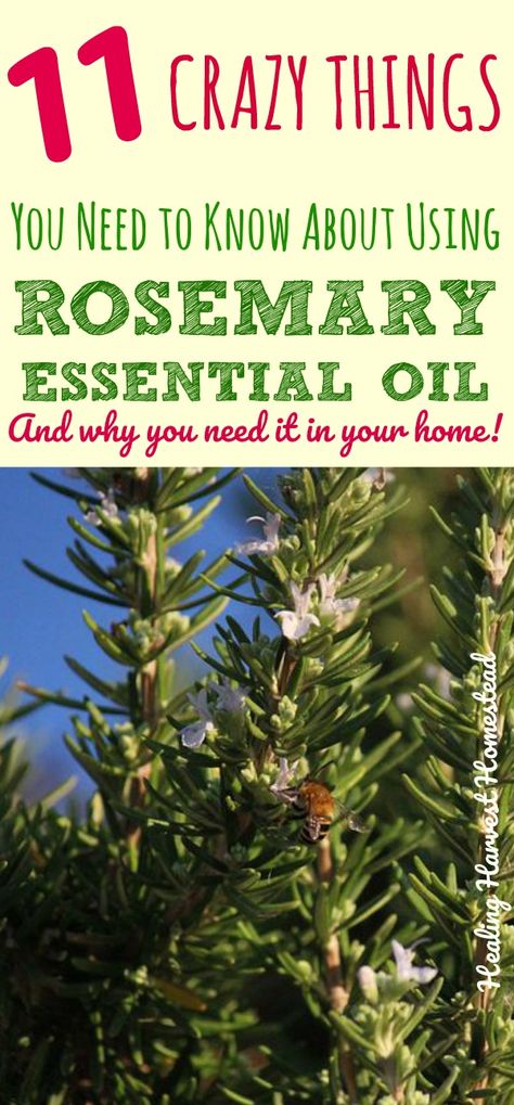 INSANE Things to Know About Rosemary Essential Oil---and Why You Need it in Your Home! — All Posts Healing Harvest Homestead What Is Rosemary Essential Oil Good For, Rosemary Uses Health, Uses For Rosemary Essential Oil, Rosemary Uses Witch, How To Make Rosemary Essential Oil, Rosemary Oil Benefits Skin Care, Rosemary Remedies, Rosemary Essential Oil Blends, Rosemary Oil Uses