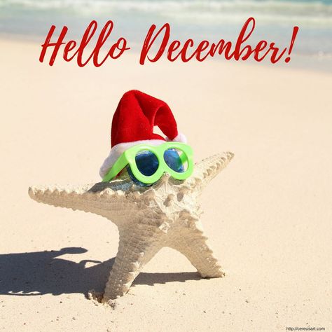 Florida Christmas Pictures, Beach Christmas Pictures, Beach Vacation Nails, Ppt Wallpaper, Fish Decorations, Beach Memes, Vacation Nails Beach, Florida Winter, Welcome December