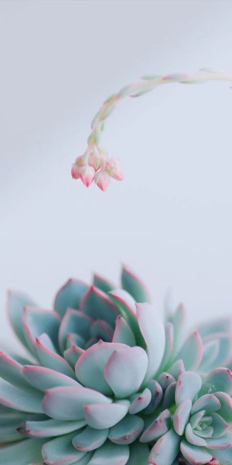 Flower Photography Art, Succulents Wallpaper, Succulent Photography, Iphone Wallpaper Texture, Gardening Photography, Art Shed, Desktop Wallpaper Art, Wallpaper Doodle, Sunflower Wallpaper