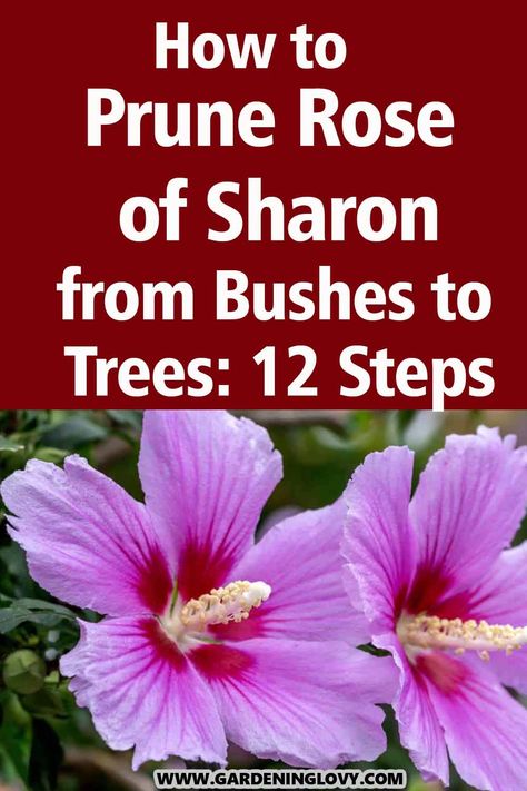 Pruning is the best way to grow the rose of Sharon effectively and in a time frame. In this blog, learn How To Prune Rose Of Sharon and much more about the upkeep. How To Prune Rose Of Sharon, When To Prune Rose Of Sharon, Pruning Rose Of Sharon Bush, Rose Of Sharon Landscape Ideas, Rose Of Sharon Tree, Rose Of Sharon Bush, The Rose Of Sharon, Helen Rose, Annabelle Hydrangea