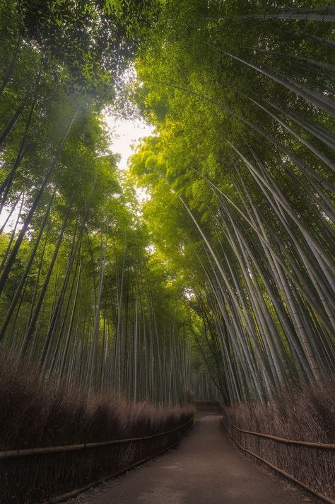 Arashiyama Bamboo Grove, Bamboo Grove, Travel Spots, Kyoto Japan, Travel Bucket List, Kyoto, Bucket List, Places To Visit, Bamboo