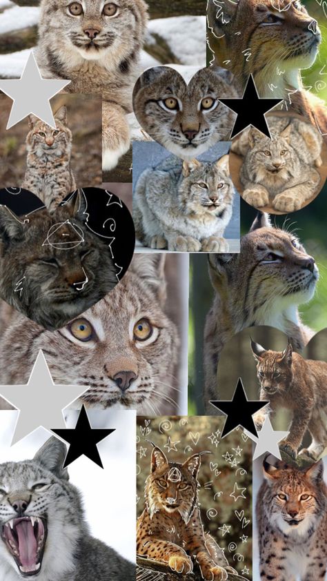 #lynxwallpaper#therianlynx Lynx Wallpaper, Lynx Mask, Lynx Therian, Therian Wallpaper, Eurasian Lynx, Maybe In Another Life, In Another Life, Warrior Cats, Lynx