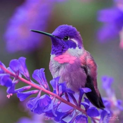 Purple Hummingbird, Purple Birds, Purple Bird, Robot Concept, Robots Concept, Robot Concept Art, Dragon Age, Hummingbirds, Beautiful Butterflies