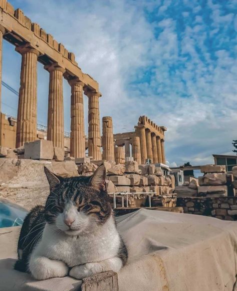 Cat-walk, Acropolis Athens Athens Tattoo Ideas, Cats In Greece, Athens Honeymoon, Greek Cats, Acropolis Greece, Greece Pictures, Greek Travel, Athens Acropolis, Hipster Cat