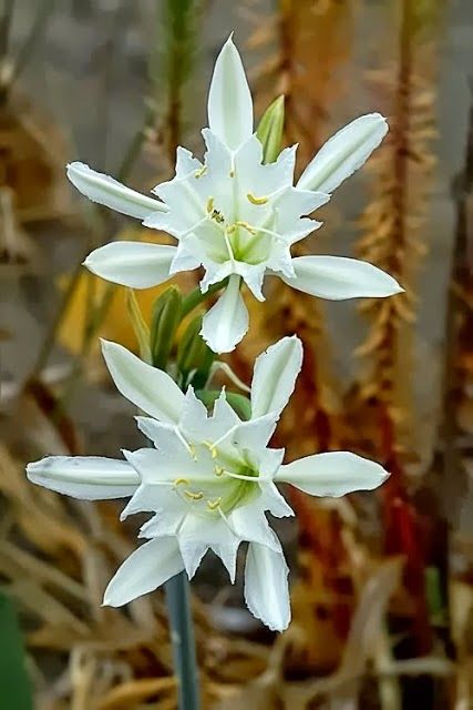 Pancratium Maritimum L. (Sea Daffodil). USDA Hardiness zones: 7 - 10. Loves sandy soil. Sea Daffodil, Moon Garden, Unusual Flowers, Airbrush Art, White Gardens, Exotic Plants, Exotic Flowers, Flower Beauty, Beautiful Blooms