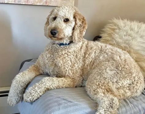 14 Tips For Caring And Training Goldendoodle - Page 4 of 4 - PetPress Curly Doodle Haircut Styles, Golden Doodle Haircut, Dog Daycare Business, Goldendoodle Haircuts, Goldendoodle Grooming, Golden Doodle Dog, Poodle Hair, Dog Grooming Styles, Puppy Cut