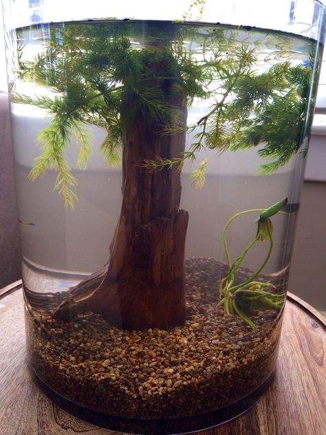 My DIY betta #terrarium tanks. Bought a nice 3 gallon vase and live floating plants. Betta Terrarium, Apartment Crafts, Beta Tank, Fish Healthy, Kolam Air, Amazing Aquariums, Small Fish Tanks, Cool Fish Tanks, Betta Aquarium