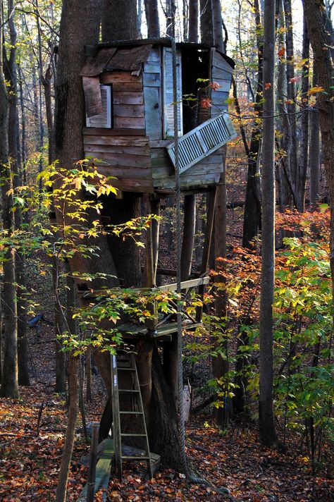 TreeHouse2 | Flickr - Photo Sharing! Tree House In The Woods, Tree House Forest, Tree Homes, Simple Tree House, Building A Treehouse, Tree Fort, Cool Tree Houses, Tree House Designs, Tree Houses