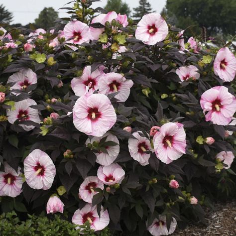 HIBISCUS_SUMMERIFIC_PERFECT_STORM_ROSE_MALLOW_PW_HIBPR_02 Rose Mallow Hibiscus, Hardy Hibiscus Perennials, Hibiscus Landscaping Ideas, Summerific Hibiscus, Hibiscus Landscaping, Hardy Hibiscus Plant, Mallow Plant, Rose Mallow, Potted Garden