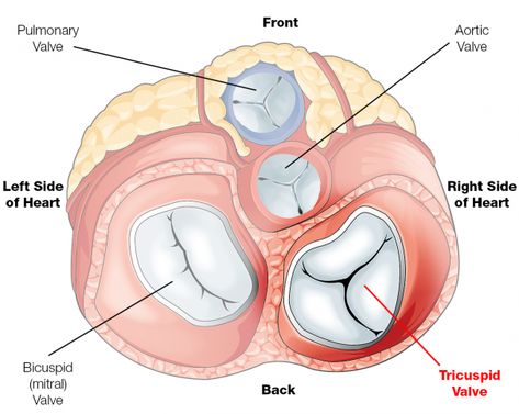 Renal System, Heart Lesson, Cardiac Cycle, Sonography Student, Tricuspid Valve, Heart Valves, Heart Diseases, Post Op, The Patient