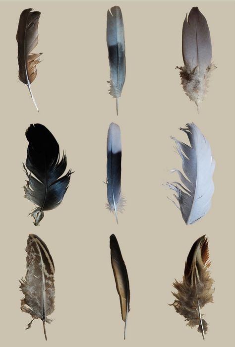 Typology Photography, Feather Photography, Watercolor Feather, Feather Tattoos, Photography Illustration, Graphic Design Photography, Watercolor Inspiration, The Study, Photo Reference