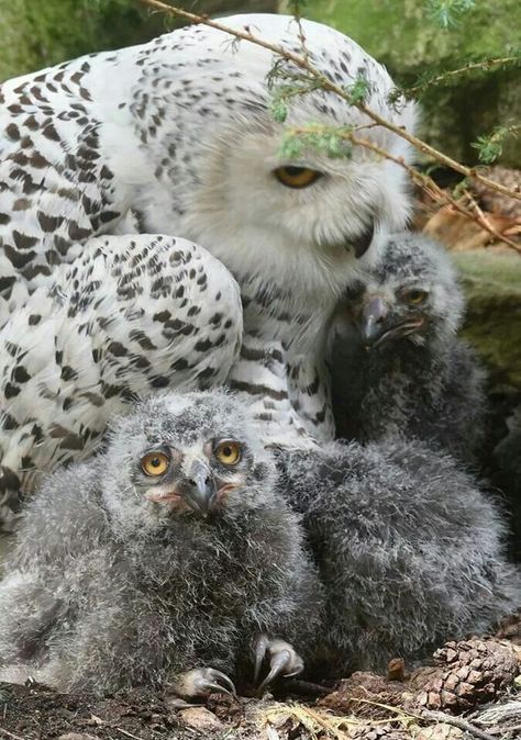 Snow Owls, Baby Snow, Owl Photos, Owl Family, Hoot Owl, Owl Pictures, Beautiful Owl, Owl Bird, Snowy Owl