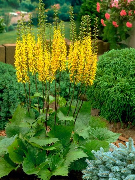 Garden Shrubs Evergreen, Bog Garden, Garden Vines, Pond Plants, Garden Shrubs, Herbaceous Perennials, Hardy Perennials, Garden Borders, Shade Plants