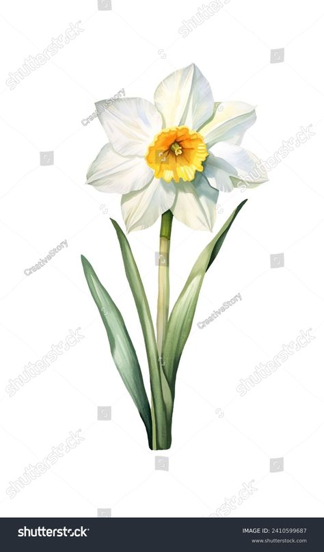 Watercolor narcissus, spring. Illustration clipart isolated on white background. Narcissus Flower Illustration, Watercolor Narcissus, Colored Drawings, Easter Watercolor, Spring Illustration, Pakistani Bridal Jewelry, Narcissus Flower, Origami Crafts Diy, Flower Clipart