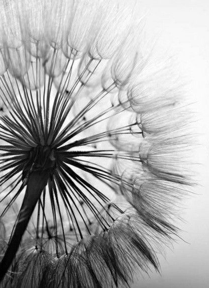 Dandelion Pictures, Picture Black And White, Painting For Bedroom, White Dandelion, Cheap Paintings, Flower Painting Canvas, Dandelion Flower, Easy Canvas Painting, Acrylic Painting For Beginners