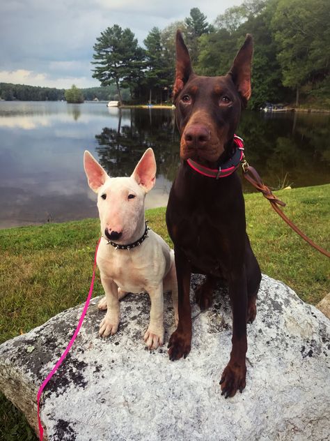 Jovie (4mo EBT) and Freyja (3 yo doberman) on a walk around the lake English Bull Terrier Puppy, Mini Bull Terriers, Bull Terrier Puppy, Interesting Animals, English Bull Terriers, Best Dog Breeds, Bull Terriers, Beautiful Pics, Bull Terrier Dog