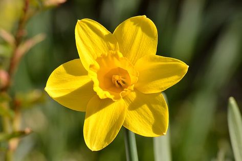 Daffodil Images, Spring Blooming Flowers, Yellow Daffodils, Daffodil Flower, Flower Yellow, Single Flower, Nature Images, Free Photo, Daffodils