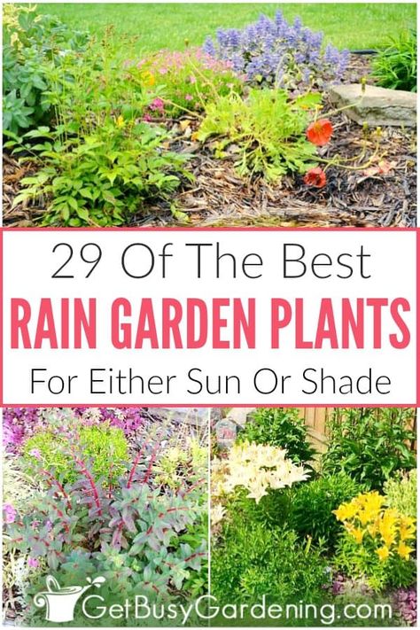 Selecting rain garden plants is a bit more difficult than for traditional flower beds. Since there are three distinct planting areas: the basin (where water pools), the inside slope (wet to dry), and the top of the berm (dry), it’s important to choose the right plants to use in a rain garden. In this article, you’ll get tons of tips, and learn exactly how to choose the best rain garden plants. Plus, find a list of 29 perennials for sun or shade, and ideas perfect for the backyard or front yard. Rain Garden Landscape, Rain Garden Plants, Plants For Sun, Rain Garden Design, Full Sun Flowers, Taman Air, Traditional Flower, Sun Plants, Rain Garden