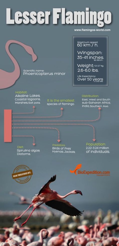 INFOGRAPHIC: Lesser Flamingo Infographic - Flamingo Facts and Information Flamingo Infographic, Lesser Flamingo, Flamingo Facts, Flamingo Stuff, Flamingo Pictures, Animals Information, Emotional Baggage, Flamingo Party, Pink Bird