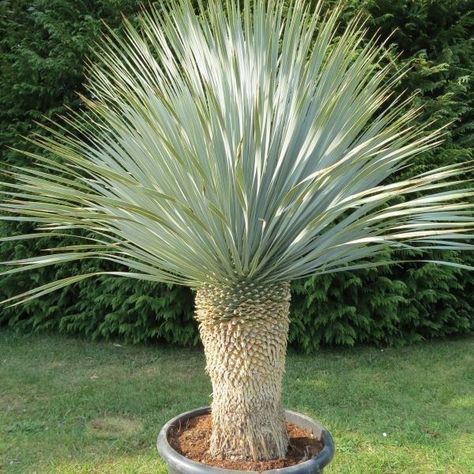 Yucca rostrata also called beaked yucca is a treelike plant belonging to the genus Yucca The species is native to Texas Chihuahua and Coahuila Garden tut Beaked Yucca, Dry Landscaping, Mid Century Landscape, Yucca Rostrata, Air Garden, Architectural Plants, Yucca Plant, Desert Garden, Cactus Garden