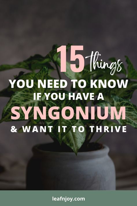 Sygnoium Plant, Syngonium Plant Care, Syngonium Care, Plant Cabinet, Propagation Methods, Syngonium Plant, Syngonium Albo, Plant Care Guide, Arrowhead Plant